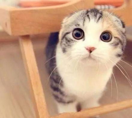 折耳猫娱乐吃瓜,揭秘网络红猫与吃瓜大V的精彩对决