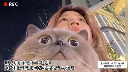 娱乐吃瓜猫作品原声,原声音乐中的视听盛宴与情感共鸣