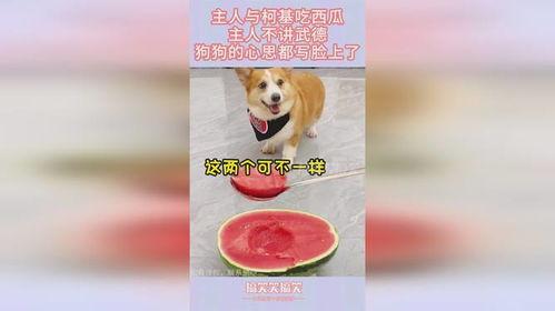 娱乐吃瓜小花和狗仔,小花与狗仔的甜蜜较量
