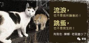 娱乐吃瓜君和猫,娱乐公司大佬顾星时与神秘闻樾的传奇故事