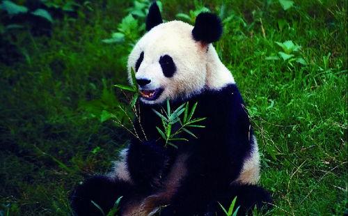 娱乐吃瓜酱大熊猫