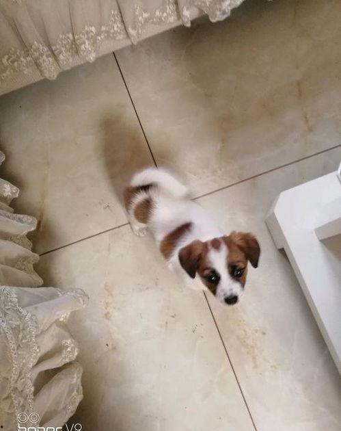娱乐吃瓜酱搬家带狗,娱乐吃瓜酱携爱犬开启温馨搬家之旅