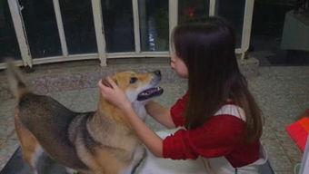 娱乐吃瓜酱搬家带狗,娱乐吃瓜酱携爱犬开启温馨搬家之旅