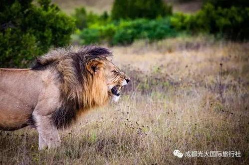 娱乐吃瓜酱母狮子,揭秘娱乐圈幕后故事