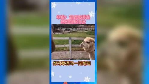 关于吃瓜娱乐的词,揭秘吃瓜娱乐背后的趣味与真相