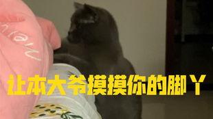 娱乐吃瓜小猫咪,揭秘娱乐圈那些事儿