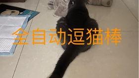 娱乐吃瓜小猫咪,揭秘娱乐圈那些事儿