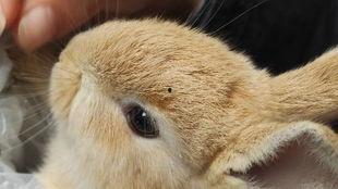 娱乐吃瓜小兔兔,小兔兔的吃瓜日常