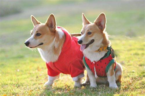 娱乐吃瓜酱柯基,柯基萌宠“娱乐吃瓜酱”的趣味生活大盘点