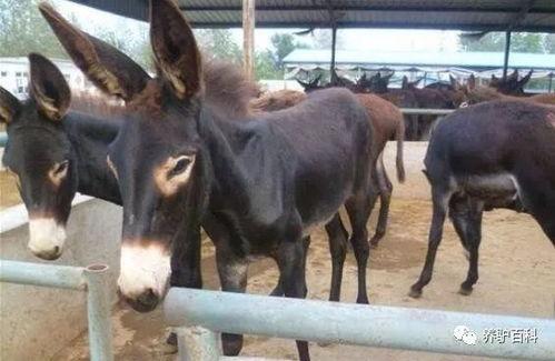 娱乐吃瓜酱驴叫,揭秘娱乐圈那些鲜为人知的幕后故事