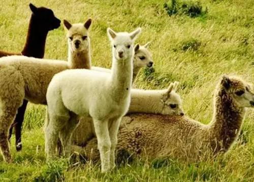 吃瓜娱乐酱羊羊,吃瓜娱乐界的甜蜜小能手