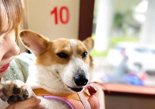 娱乐吃瓜酱小众宠物,娱乐吃瓜酱带你领略独特宠物风采