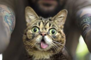 娱乐吃瓜酱大猫咪,揭秘娱乐圈背后的喵星人故事